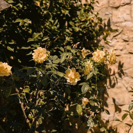 Vilas Da Matagosa Farm stay Matagosinha